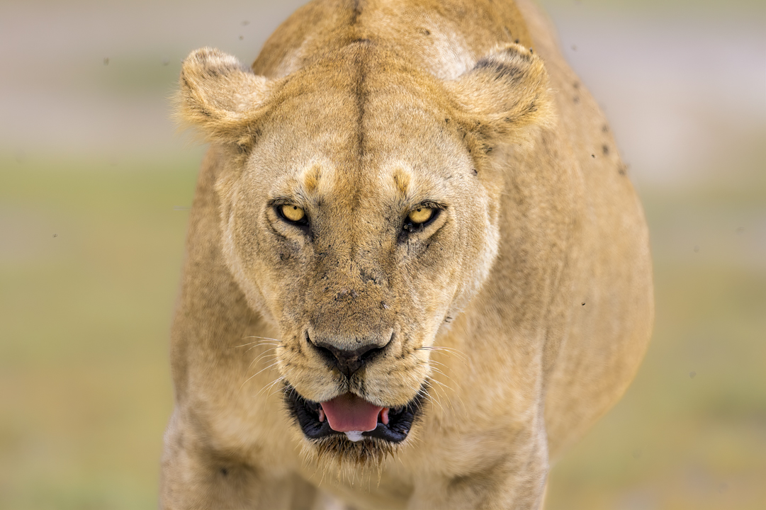 Lioness, Serengeti, Tanzania